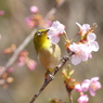 春3(河津桜とメジロ3)