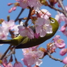 春3(河津桜とメジロ3)