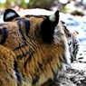 猛獣のぼんやりタイム
