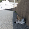 日影に。