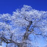 冬の桜