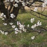 写真エッセイ：梅の香17：梅が枝11：龍に乗った姫君たち２