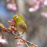 春5(河津桜とメジロ5)