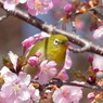 春5(河津桜とメジロ5)