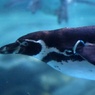 ブルースペンギン