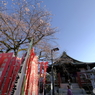 境内の桜