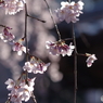 枝垂桜華