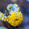 月見花