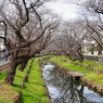 川越氷川神社裏の新河岸川にて2021年3月9日