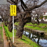川越氷川神社裏の新河岸川にて2021年3月9日