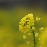 写真エッセイ：春の花たち２：咲き誇る菜の花