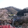 麗桜花