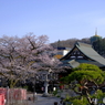 桜遠望