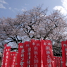 桜咲く