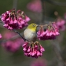 「寒緋桜にメジロ」