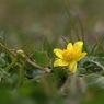 写真エッセイ：春の花たち４：地の花：姫立金花