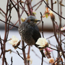 ヒヨドリ　と　コブシの花