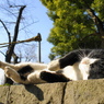 上野公園の猫