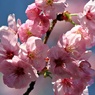 春めきＺＯＯ日誌：陽光桜