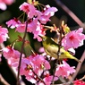 春めきＺＯＯ日誌：陽光桜のサクジロー