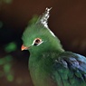 アフリカのサバンナに棲む鳥：リビングストンエボシドリ