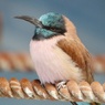 アフリカのサバンナに棲む鳥：ベニハチクイ