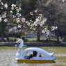 「不忍池池畔に咲く桜」