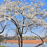 「不忍池池畔に咲く桜」