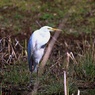 動物園の野鳥：ダイサギ