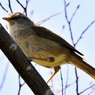 動物園の野鳥：ウグイス