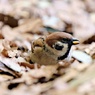 動物園の野鳥：スズメ