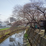 川越市初雁球場周辺にて2021年3月19日