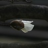 写真句：こぶし賛歌３：気吐く蕾