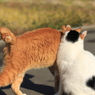 ごあいさつ