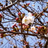 川越市郊外にて2021年3月19日