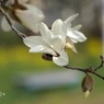 写真歌：こぶし賛歌５