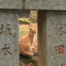 箱根神社の妖精v＾＾