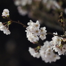 夜桜その４