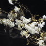 夜桜その７
