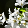 大島桜