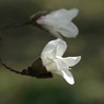 写真歌：こぶし賛歌７：Purity