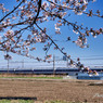 桜と１００系スペーシア「雅」