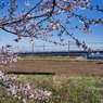 桜と１００系スペーシア「粋」