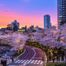 東京ミッドタウンの夕焼け夜桜