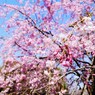 枝垂桜