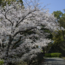 和歌山城の桜 #2
