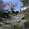 和歌山城の桜 #5