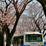 桜前線真っただ中④