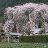 しだれ桜