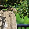動物園の闖入者